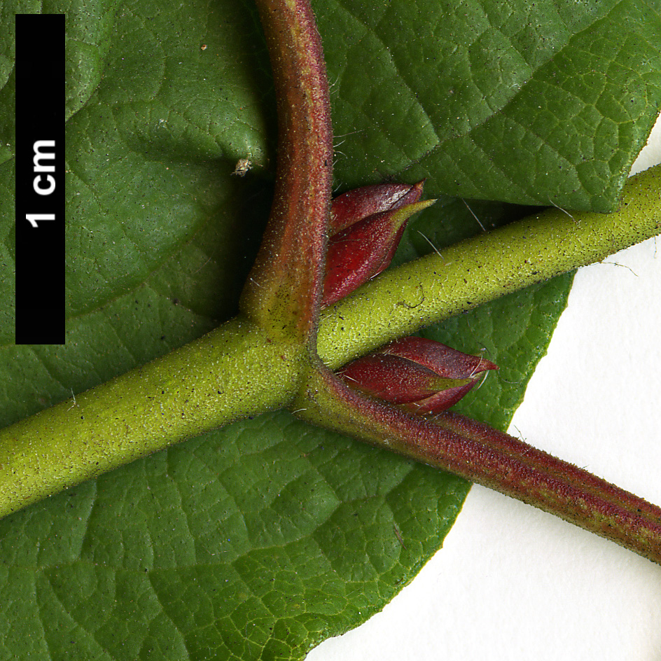 High resolution image: Family: Cistaceae - Genus: Cistus - Taxon: populifolius - SpeciesSub: subsp. populifolius